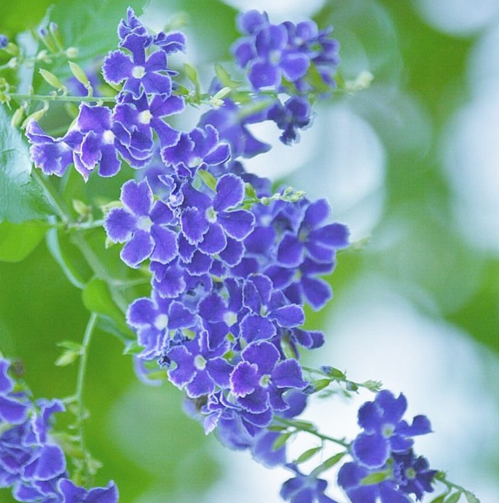 blue beauty