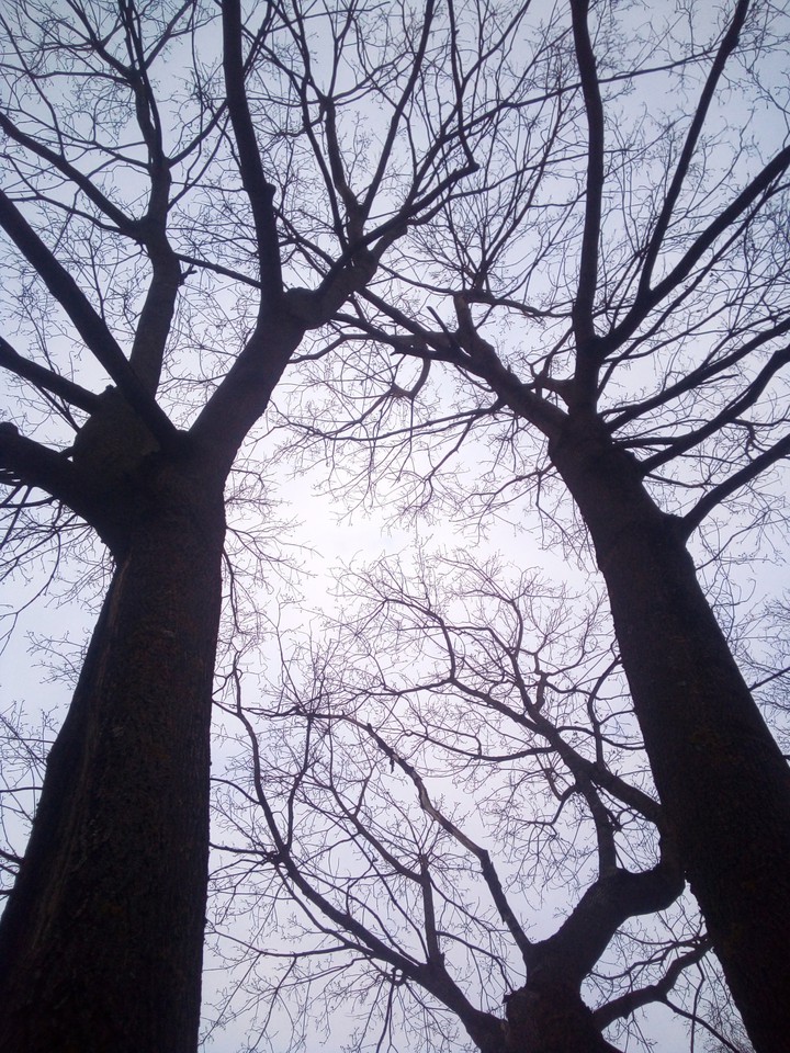 tree