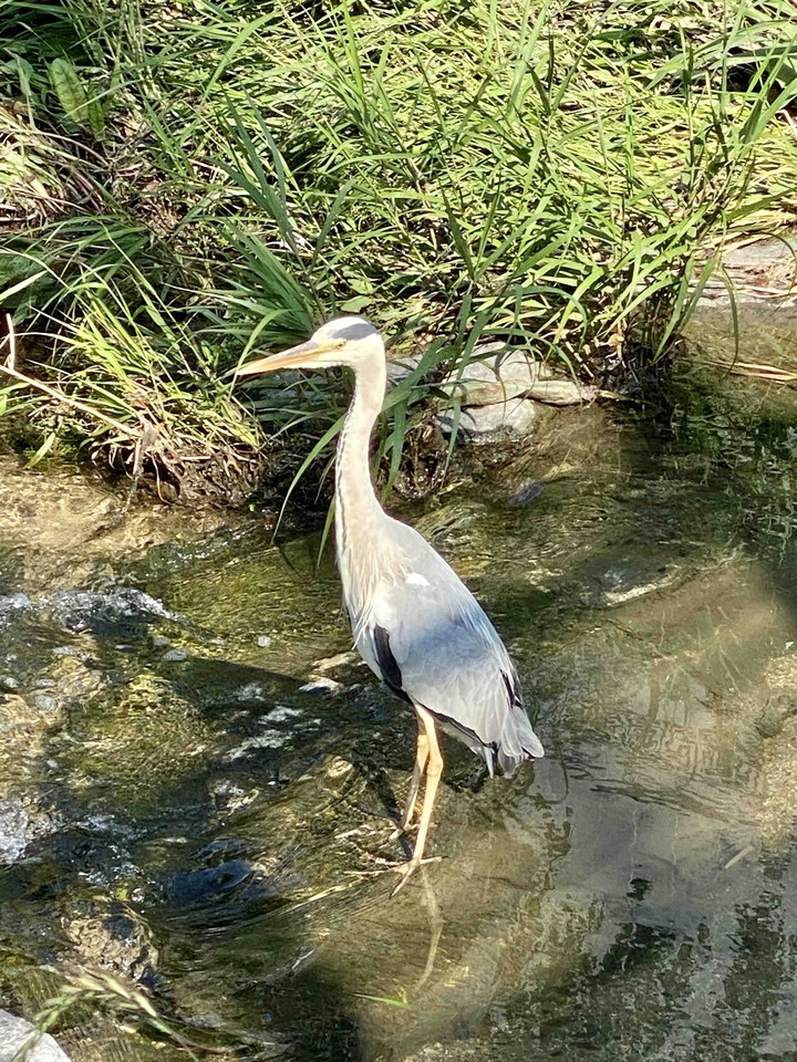 pretty bird