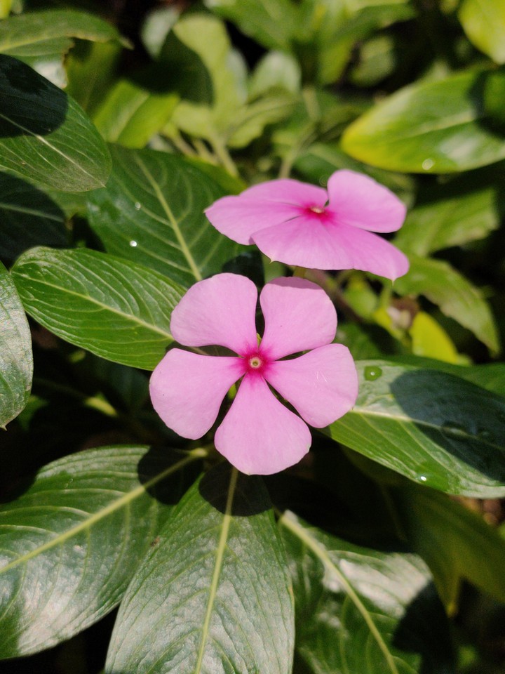 Periwinkle