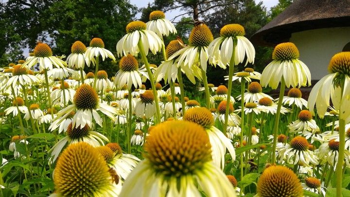 field of flowers