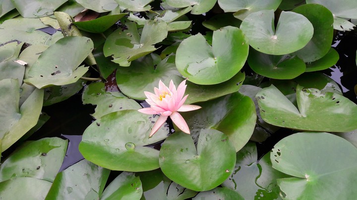 lotus