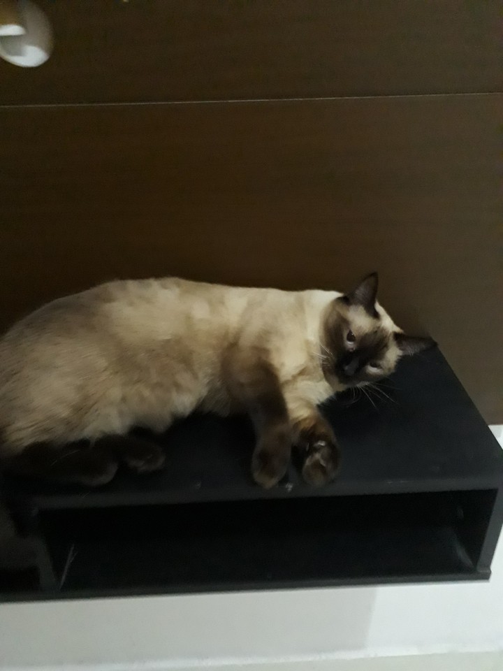 my grumpy cat