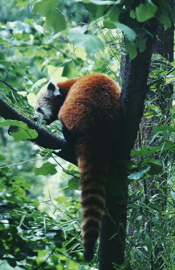 Red panda