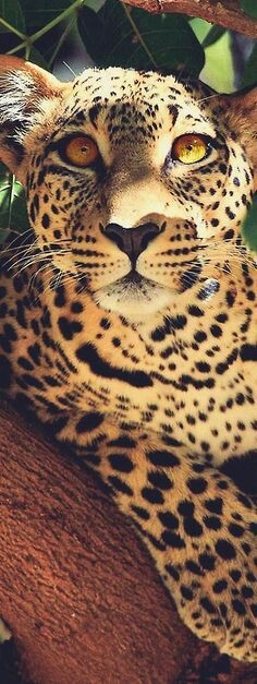 Leopard