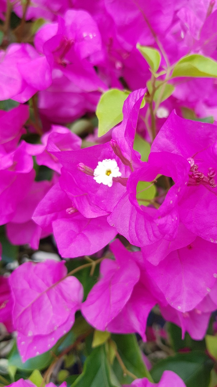 Bougainvillea