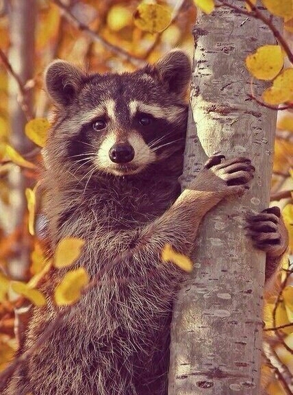 Raccoon