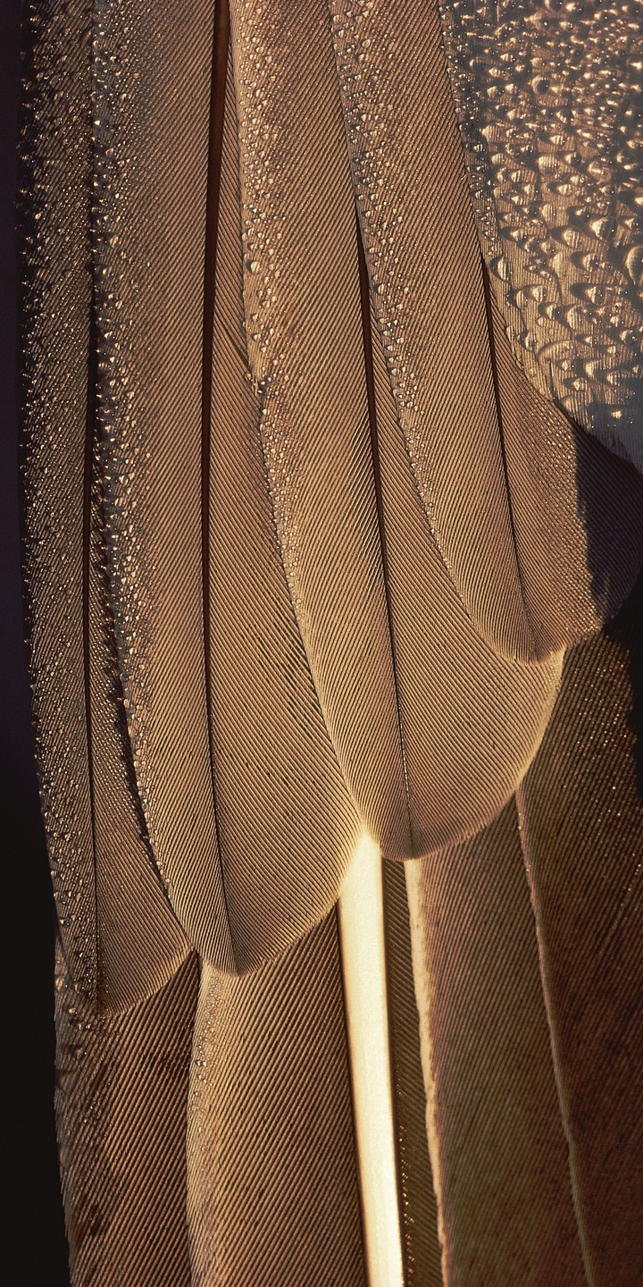 drop