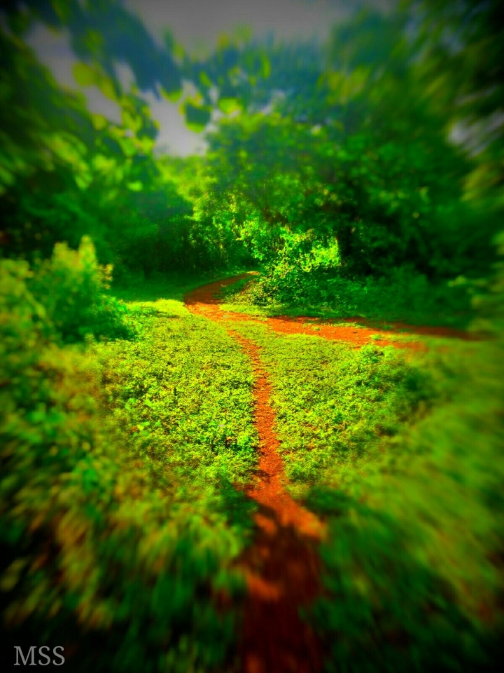 The trodden path