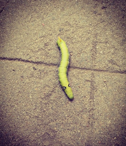 Caterpillar