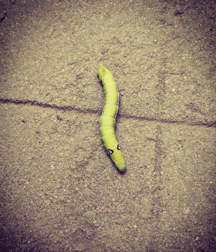 Caterpillar