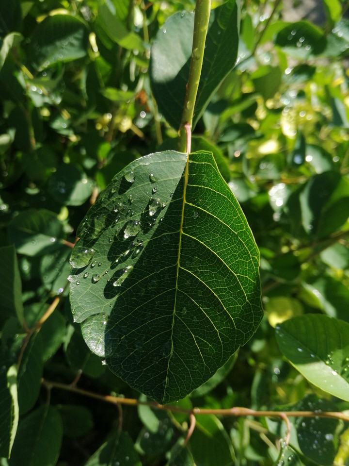 после дождя, leaves after rain