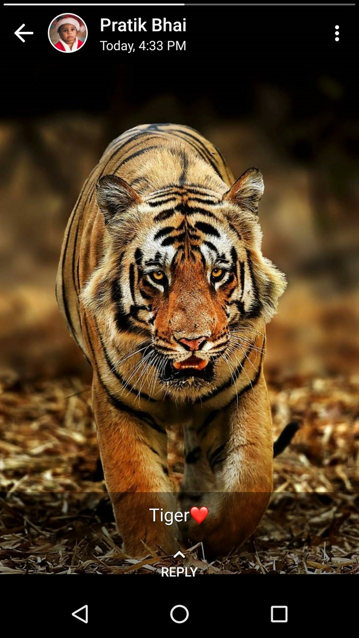 tiger 