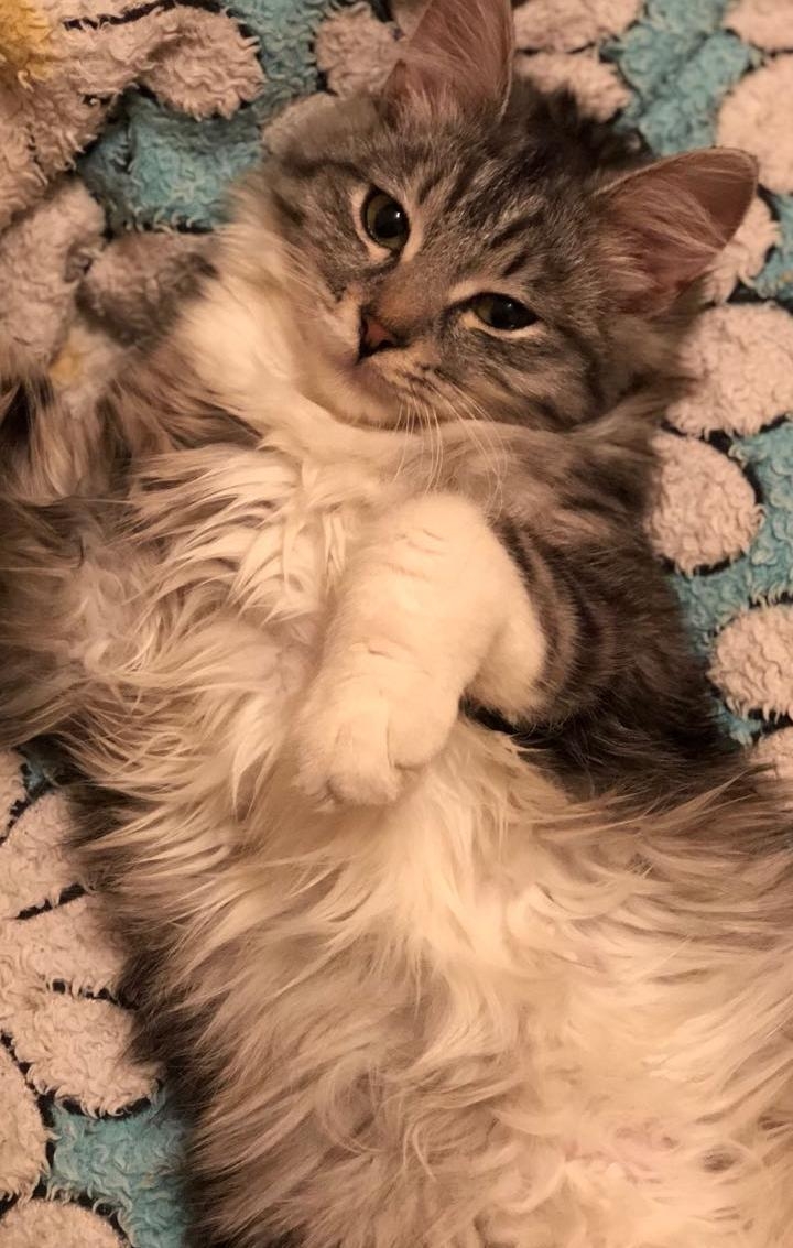 кошка