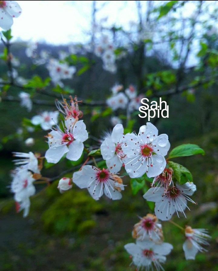 بهار
