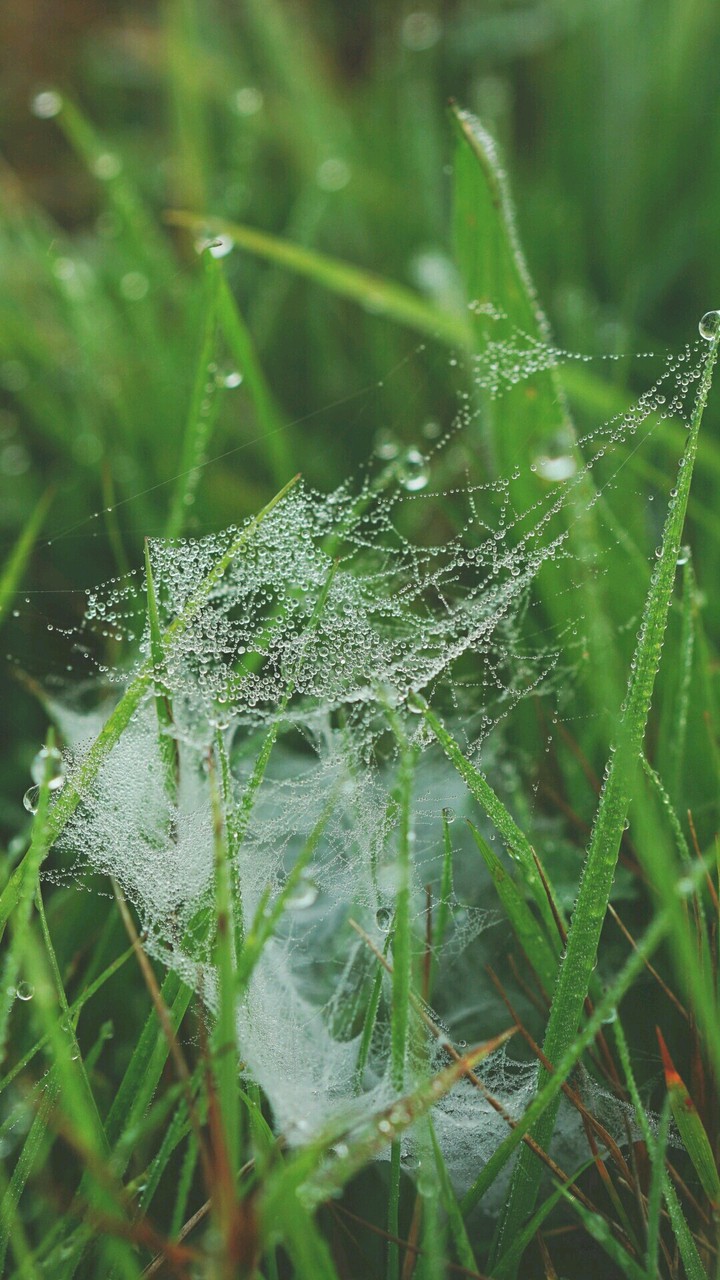 Dew