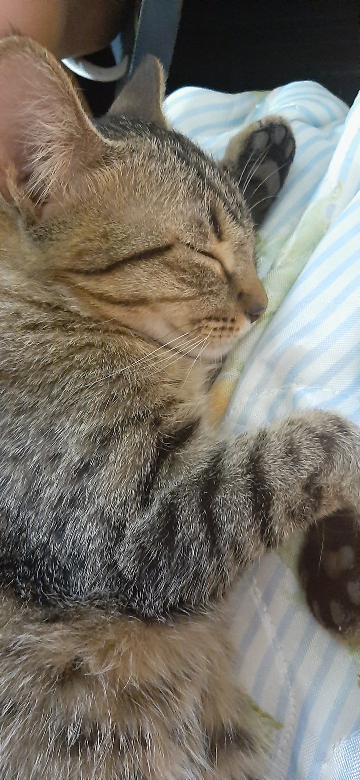Cat sleeping ?❤?