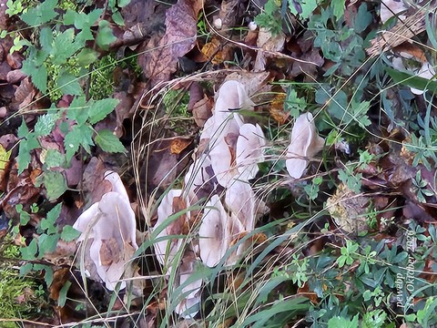 Leaf, Fungus, Nature