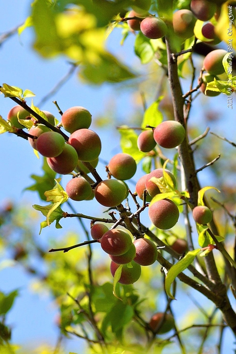 plant, branch duvar kağıtları