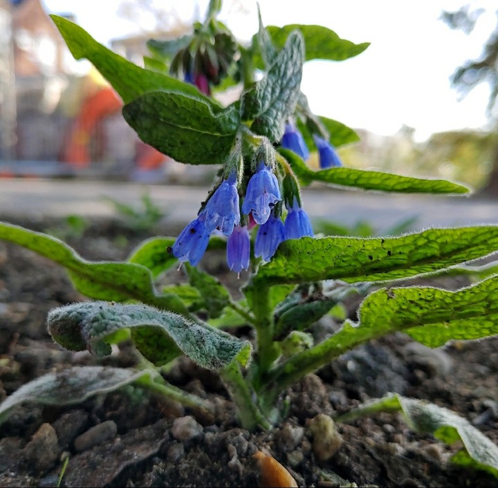 Flower