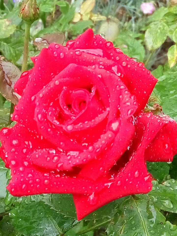 rose flower