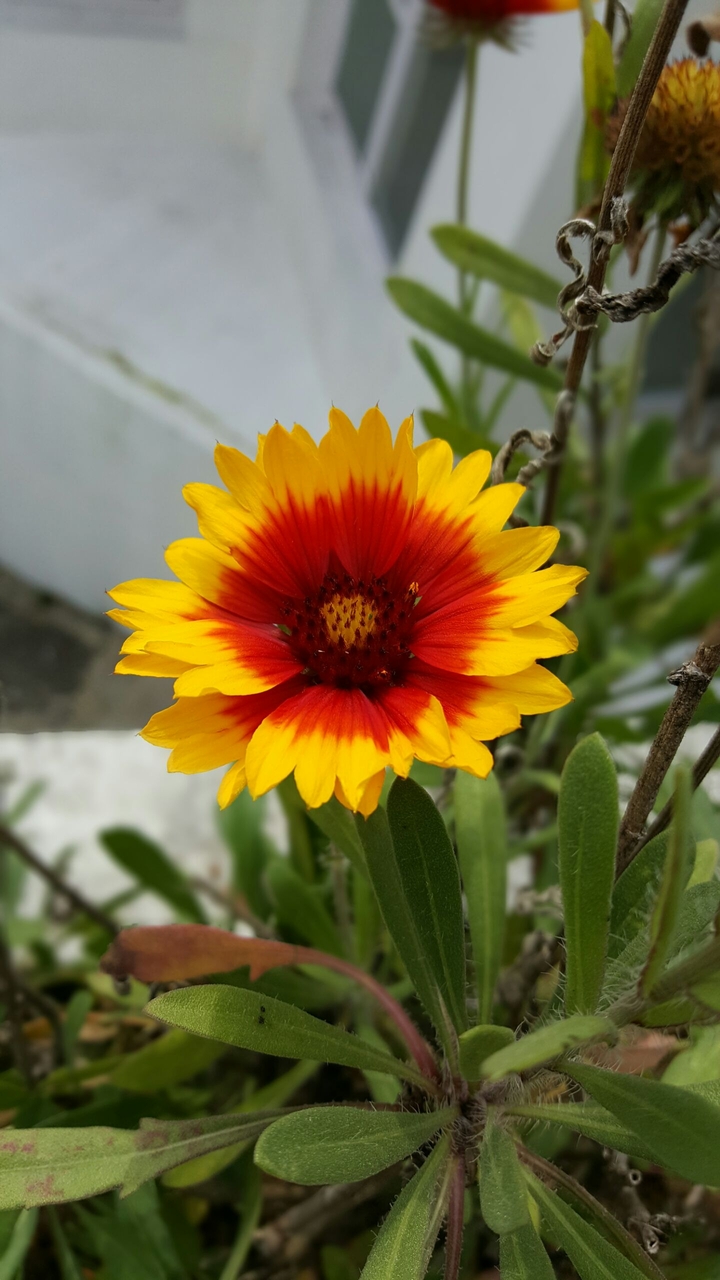 flowery