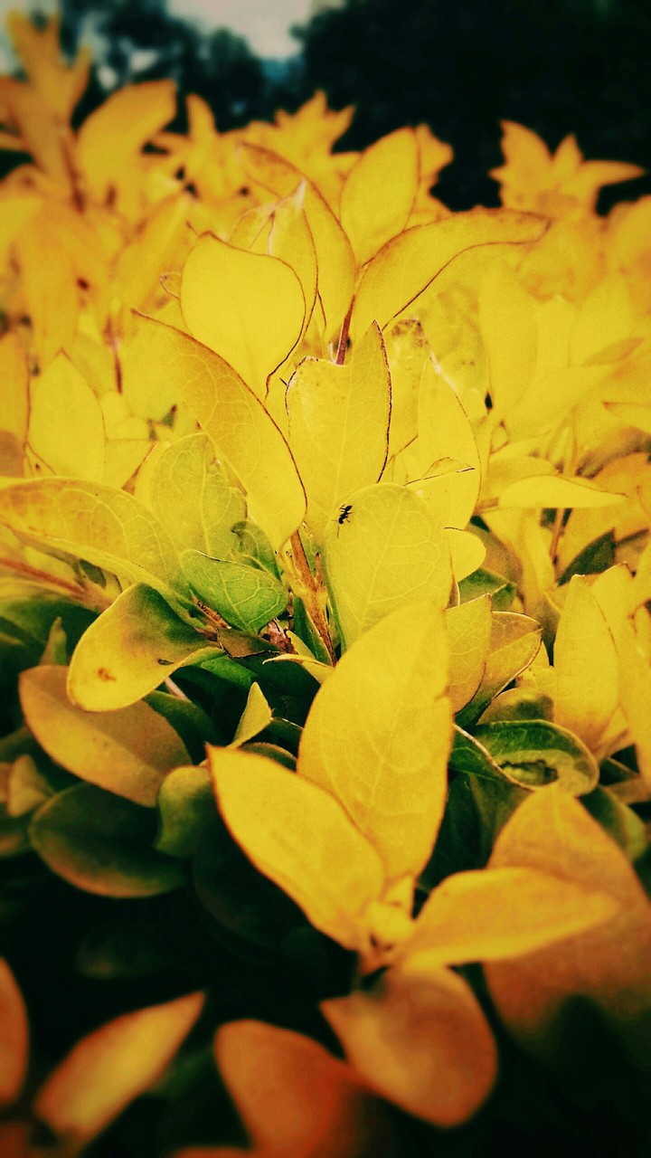 harmony in nature