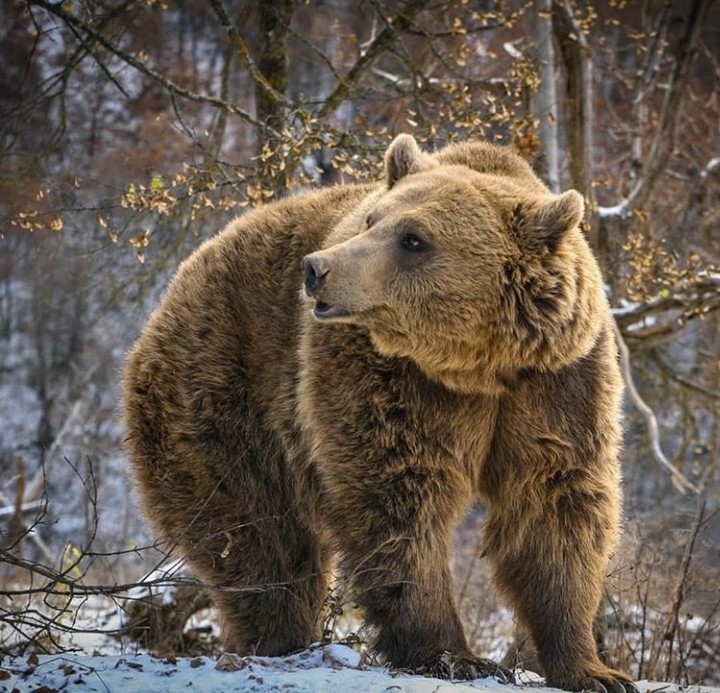 Bear !