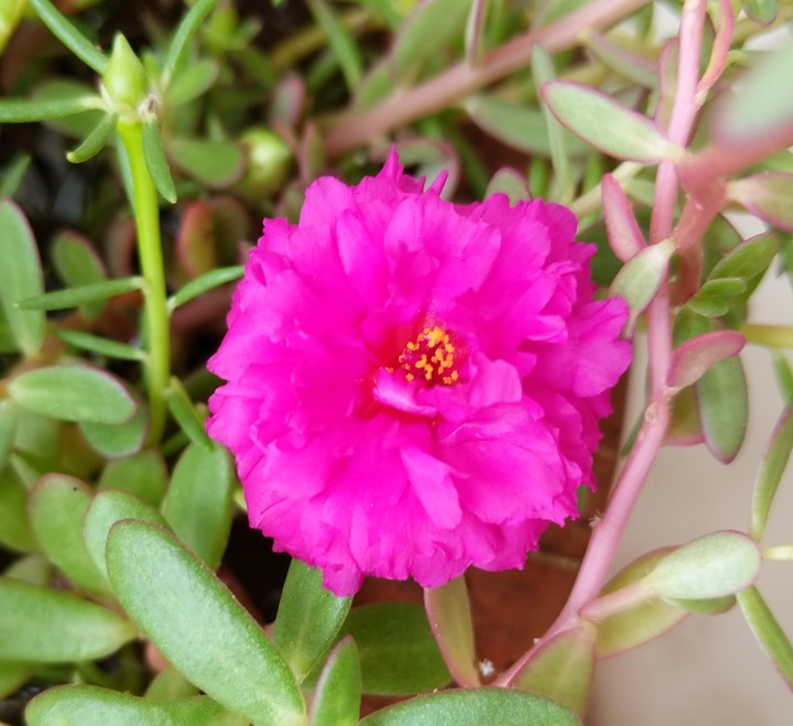 flower