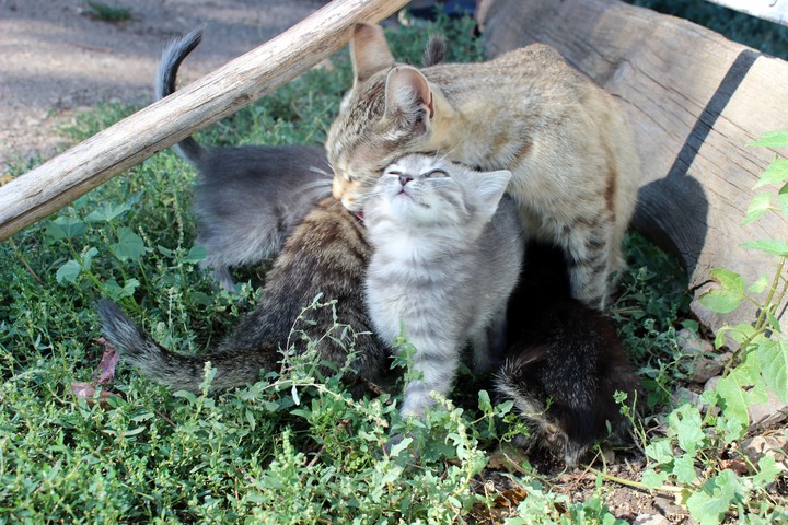 Cats