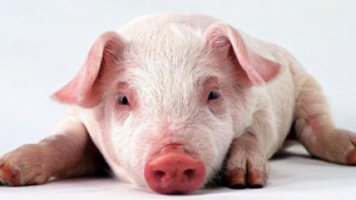 a little pig