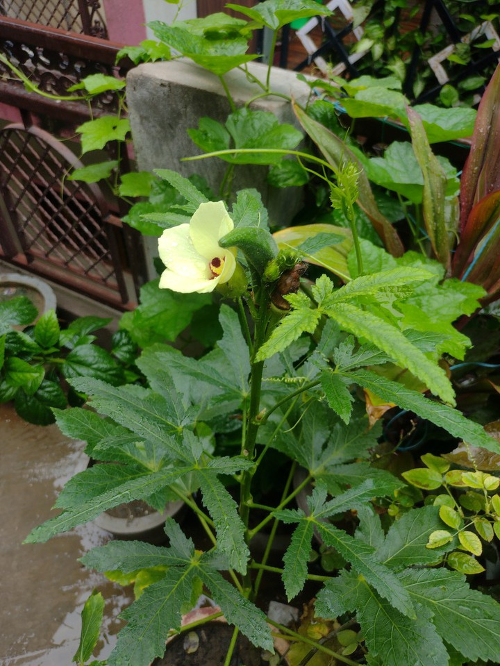 lady finger flower