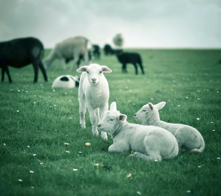 Sheepi Sheep