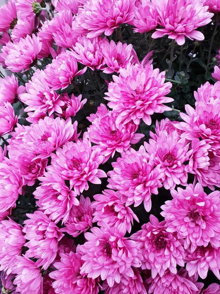flowers