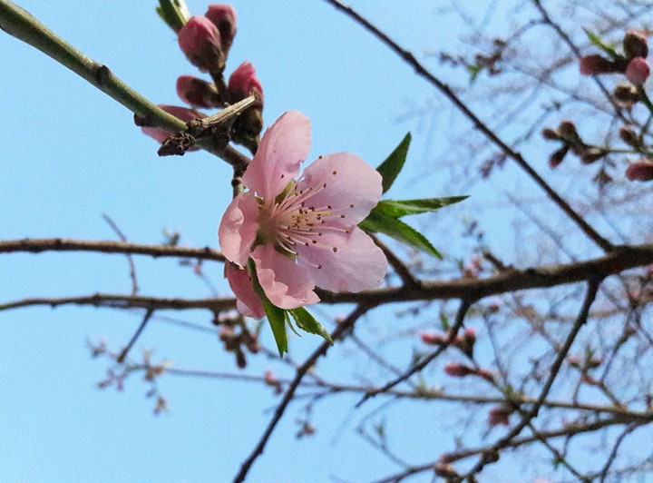 nectarine blossom