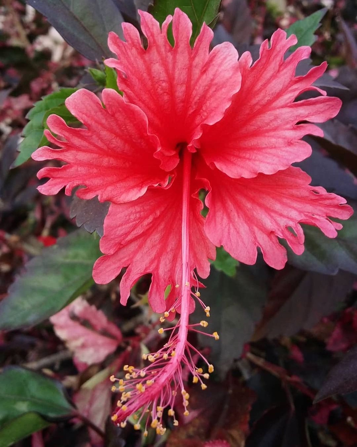Beautiful Hibiscus Flower