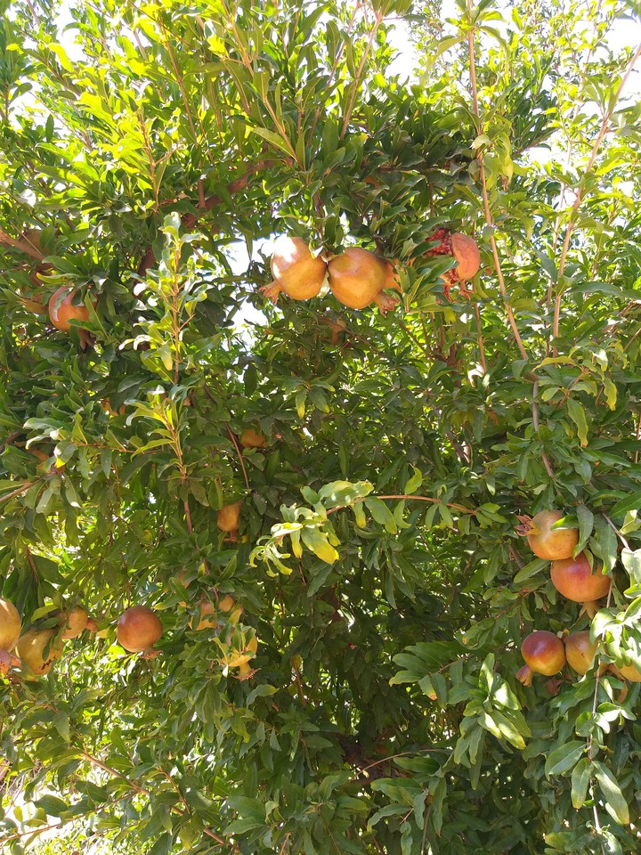 Autumn, season of Pomegranat