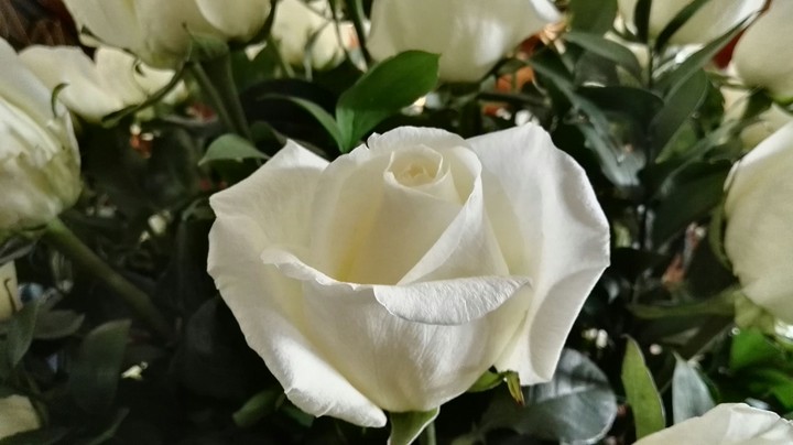 roses