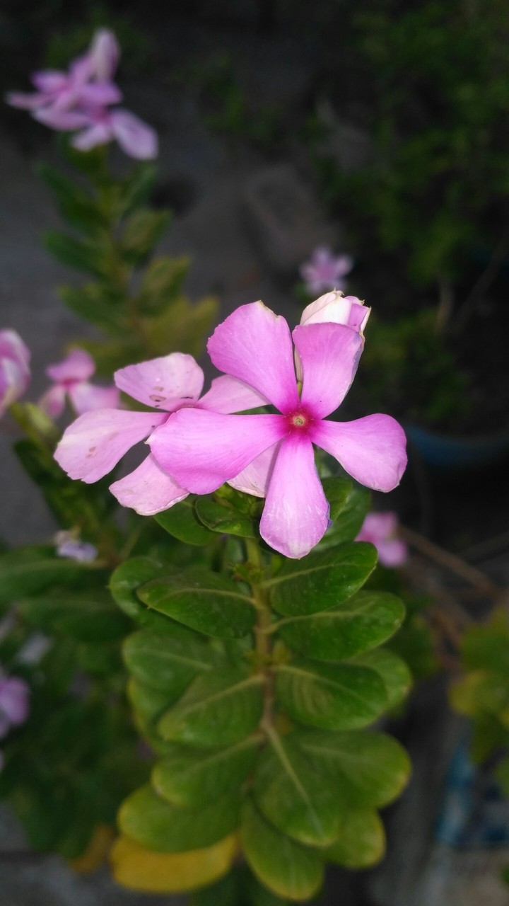 flowers