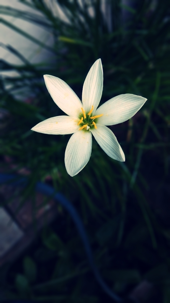 white flower