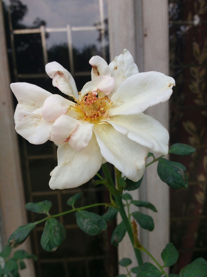 White Rose
