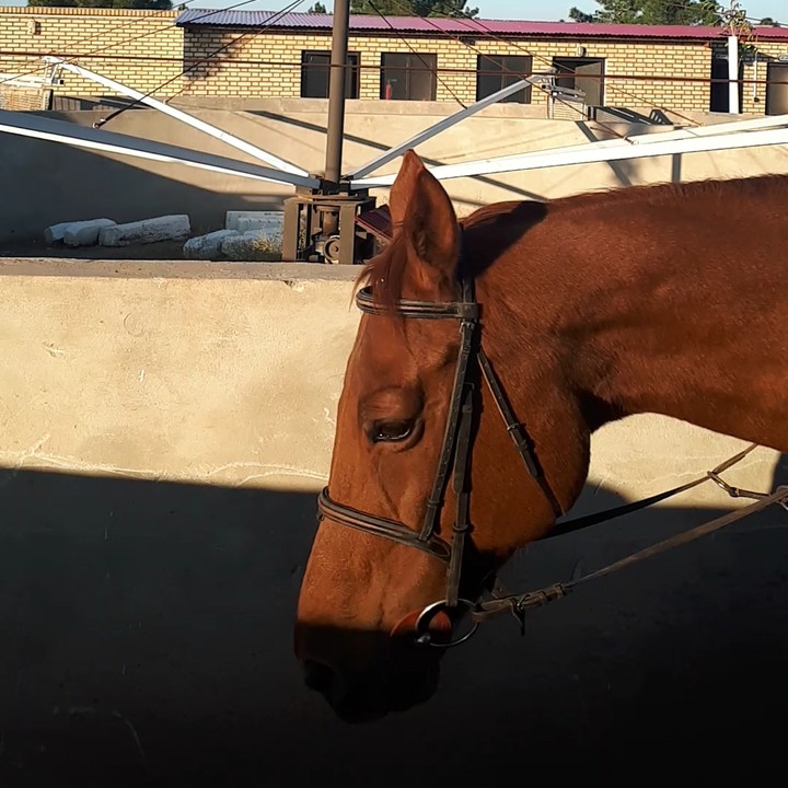 horse