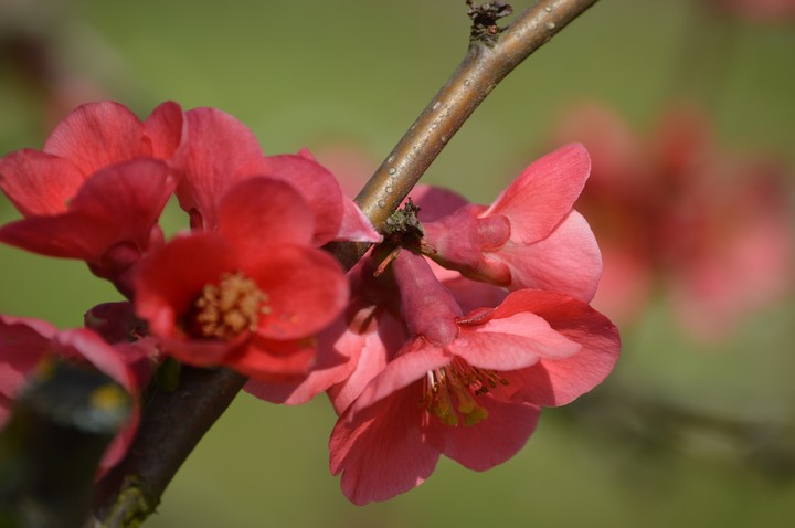 Printemps 2019