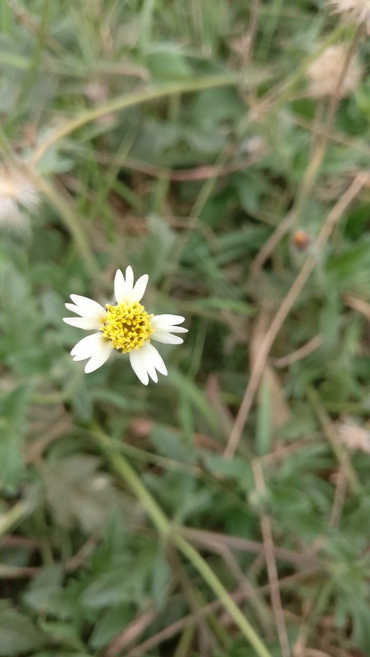 white and yellow