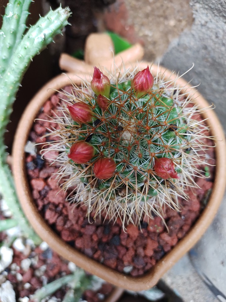 Corazón