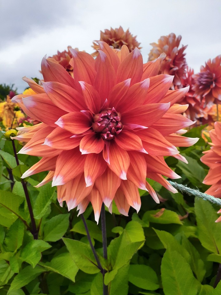 Flor