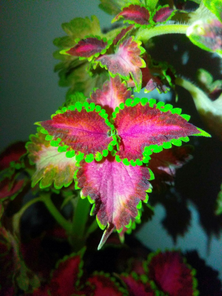 coleus