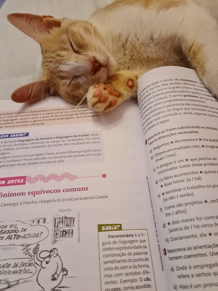 cat and book