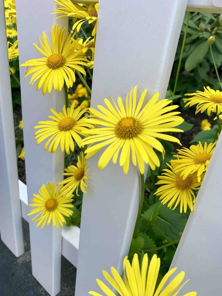 yellowshine