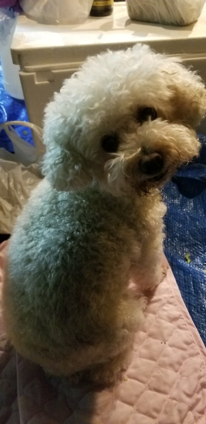 癒し犬